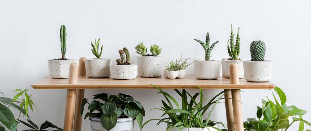 How to Keep Indoor Plants Healthy